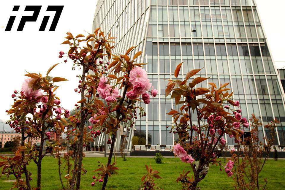 Spring at its best: Sakura trees blossom in Batumi 