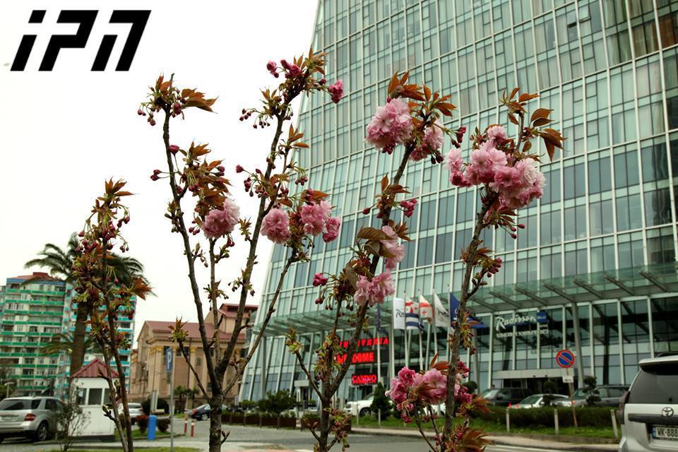 Spring at its best: Sakura trees blossom in Batumi 