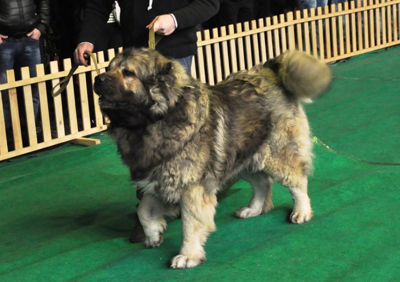 are caucasian shepherds dangerous