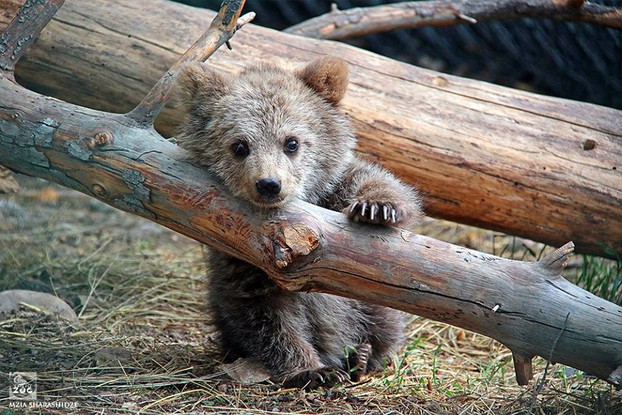 Georgian Porn Zoo - Garrincha - Story of endangered bear cub living in Tbilisi Zoo -  GeorgianJournal