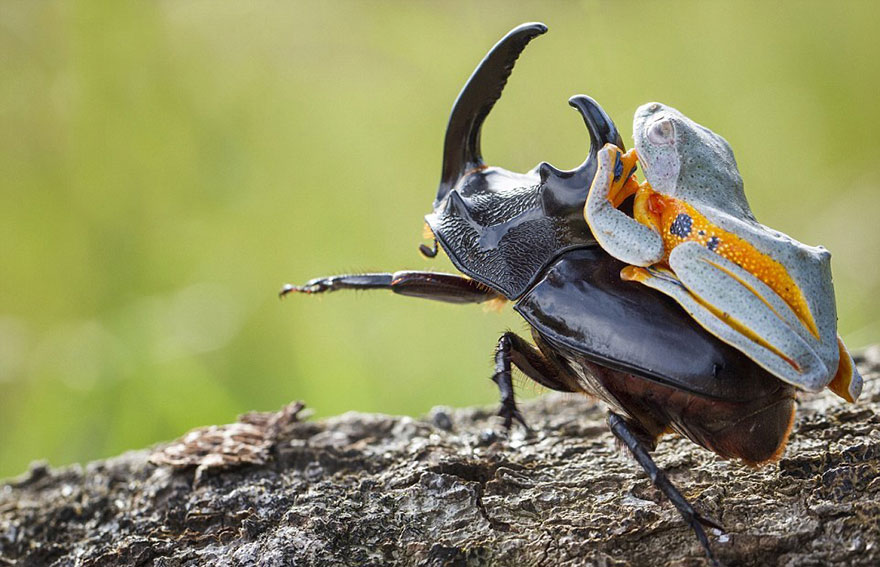 Bug Rodeo Photographer Captures World’s Tiniest Rodeo: Frog Riding A Beetle ...