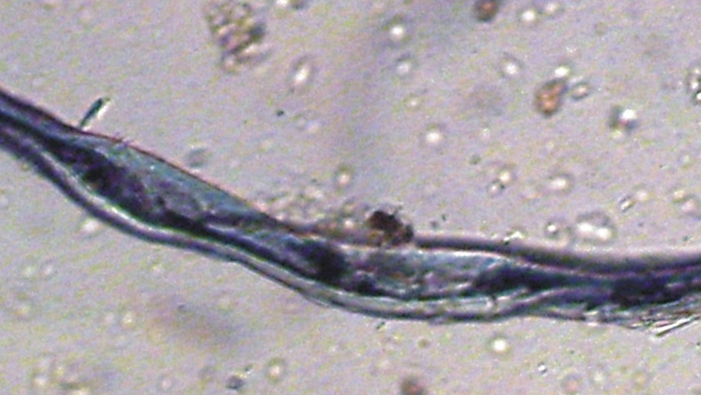 believed to be place where first clothing was invented