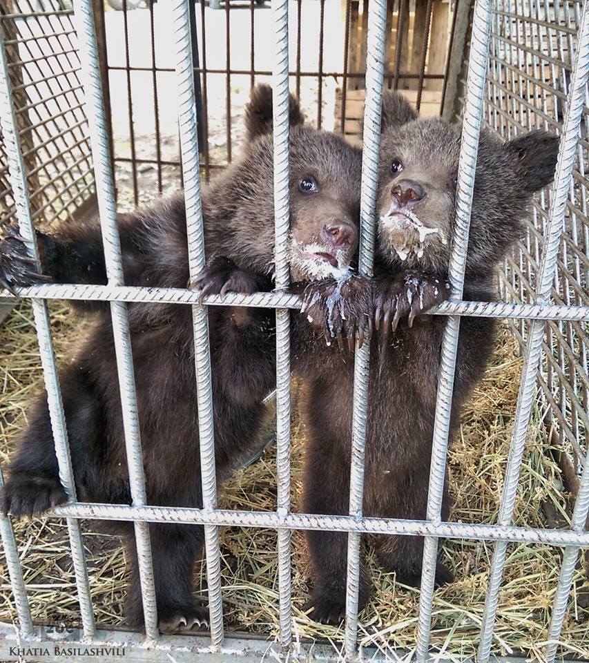 Georgian Porn Zoo - Orphaned Georgian bear cubs undergoing rehabilitation - GeorgianJournal