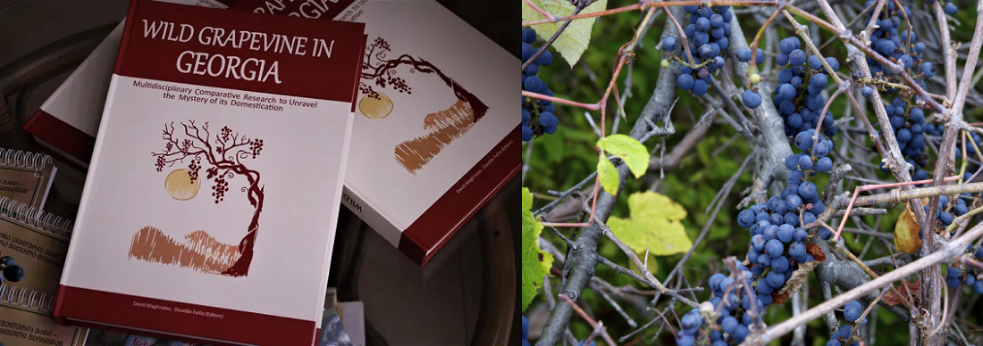 Book on Wild Grapevine Published in Georgia - GeorgianJournal
